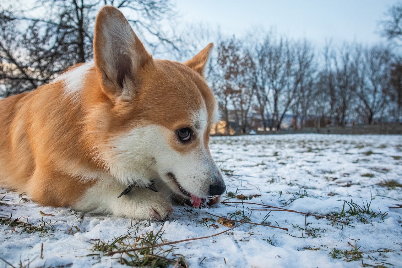 Understanding the Friendly Nature of the Cardigan Welsh Corgi